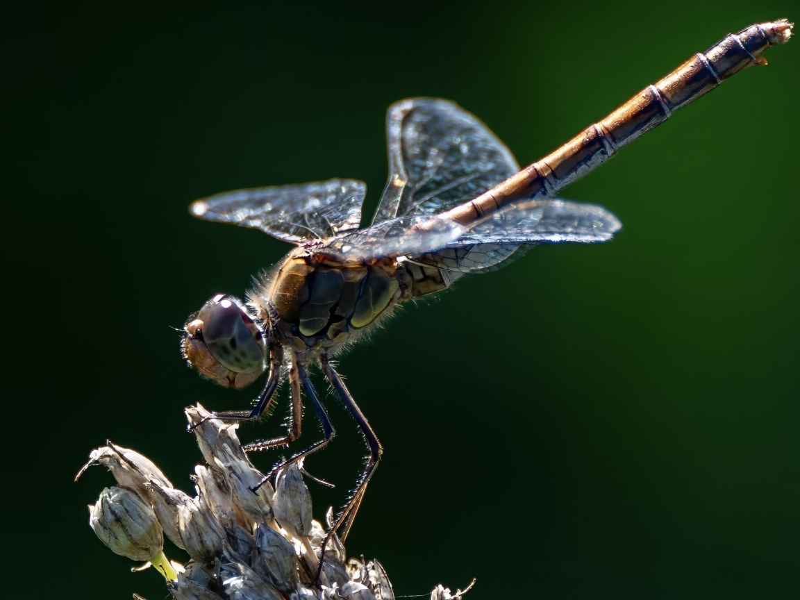 Стрекоза на сухом растении крупным планом