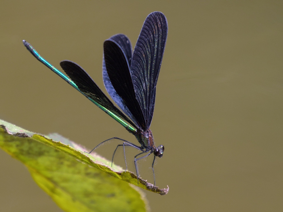 Стрекоза с черными крыльями на зеленом листке