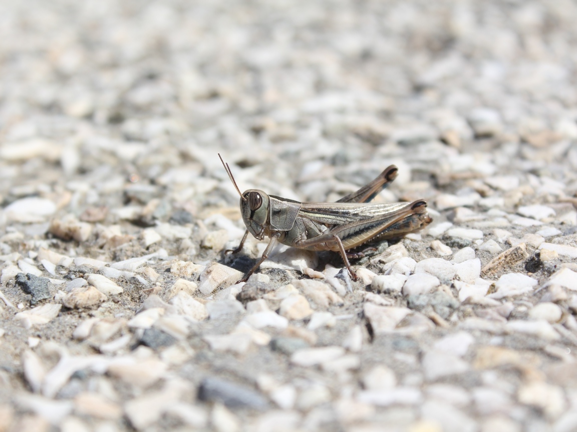 Кузнечик на дороге