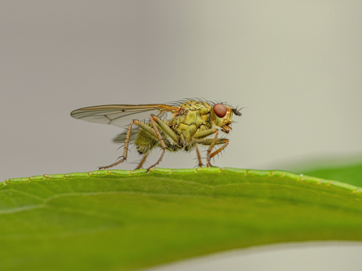 Зеленая муха сидит на листке