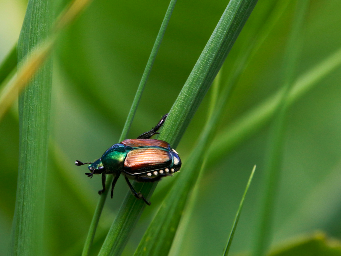 Жук Хрущик японский сидит на зеленой траве