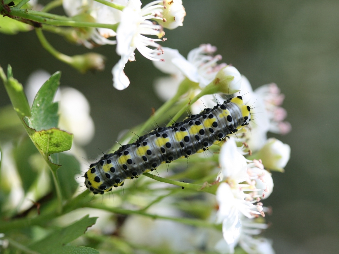 Большая гусеница на ветке с белыми цветами вишни