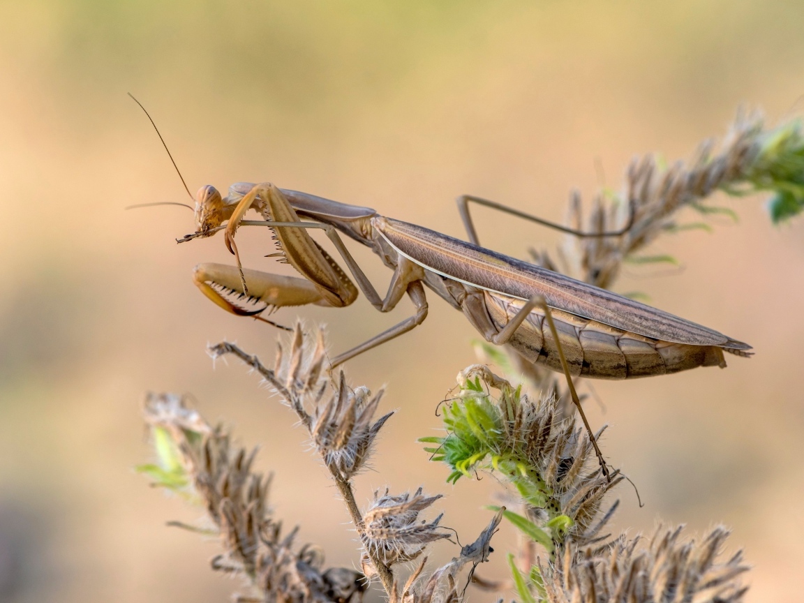 Большой богомол сидит на растении