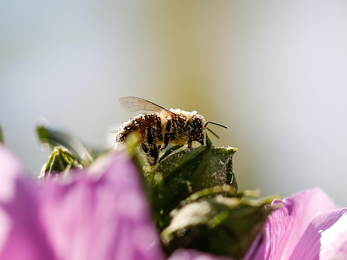 Маленькая пчела  в пыльце на цветке