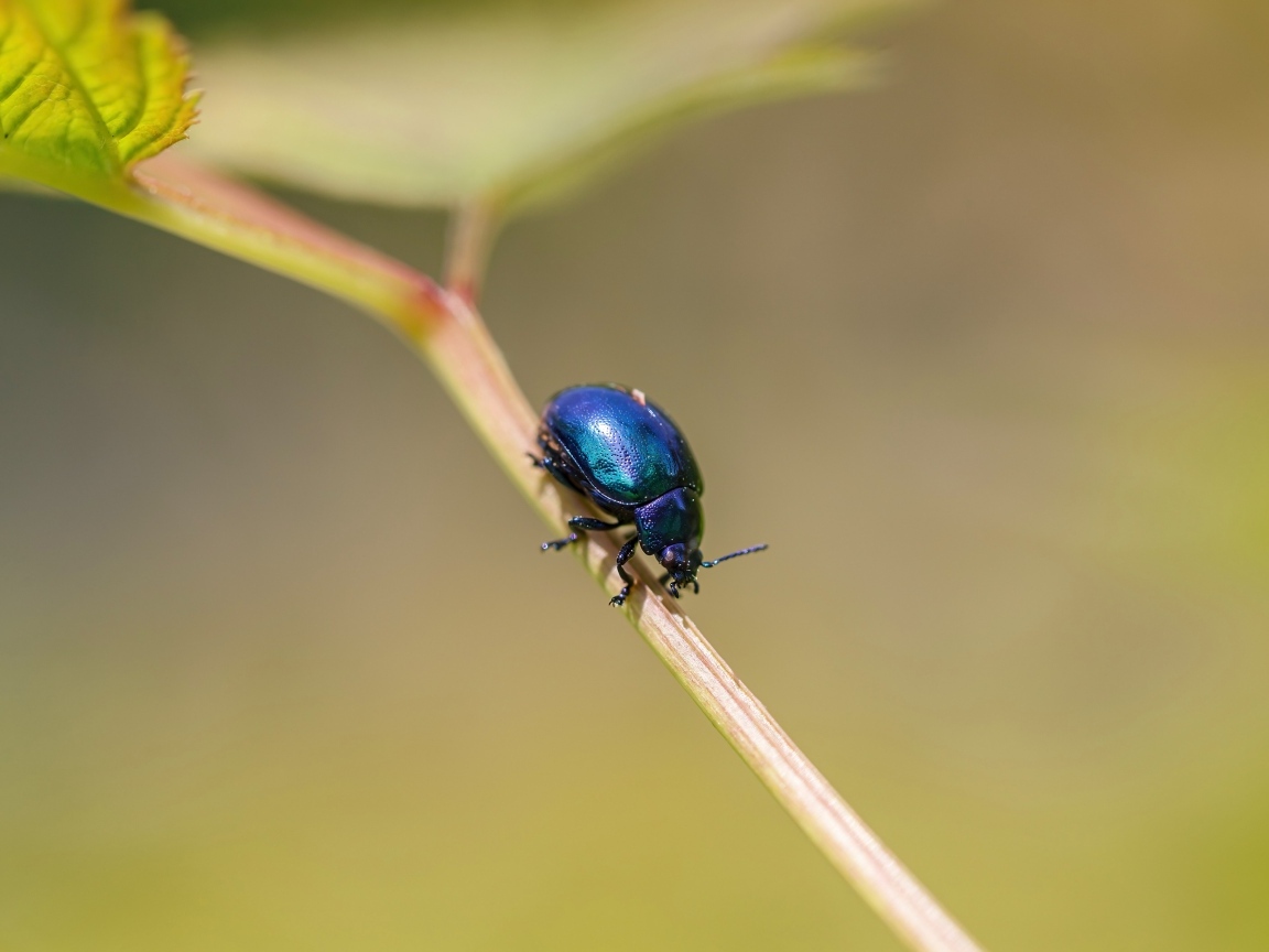 Маленький синий жук сидит на ветке