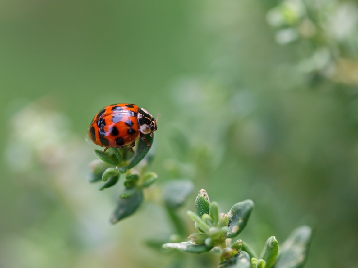 Маленькая красная божья коровка на растении