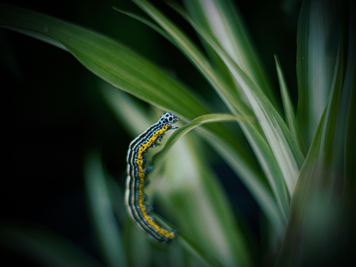 Разноцветная гусеница на зеленой траве