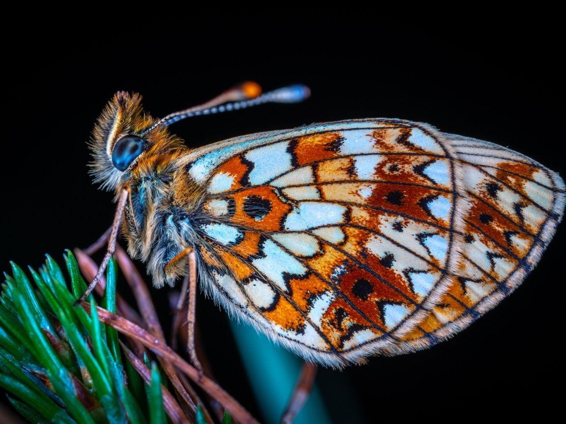 Маленькая коричневая бабочка на черном фоне
