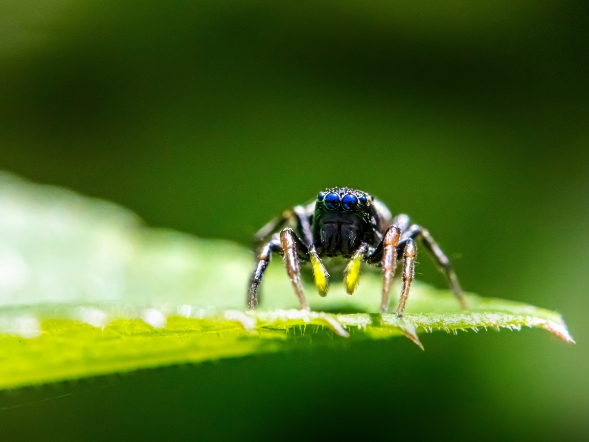 Паук с большими черными глазами на листе