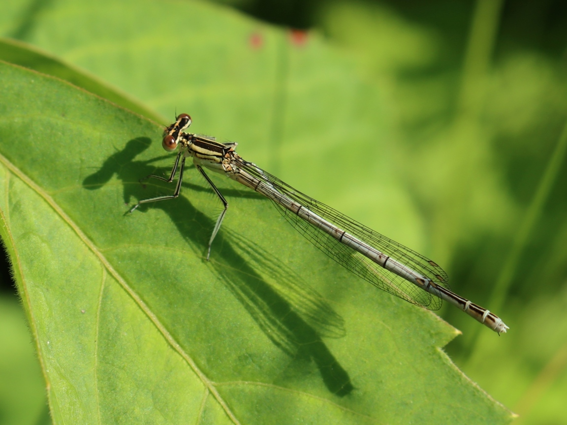 Прозрачная стрекоза на зеленом листе