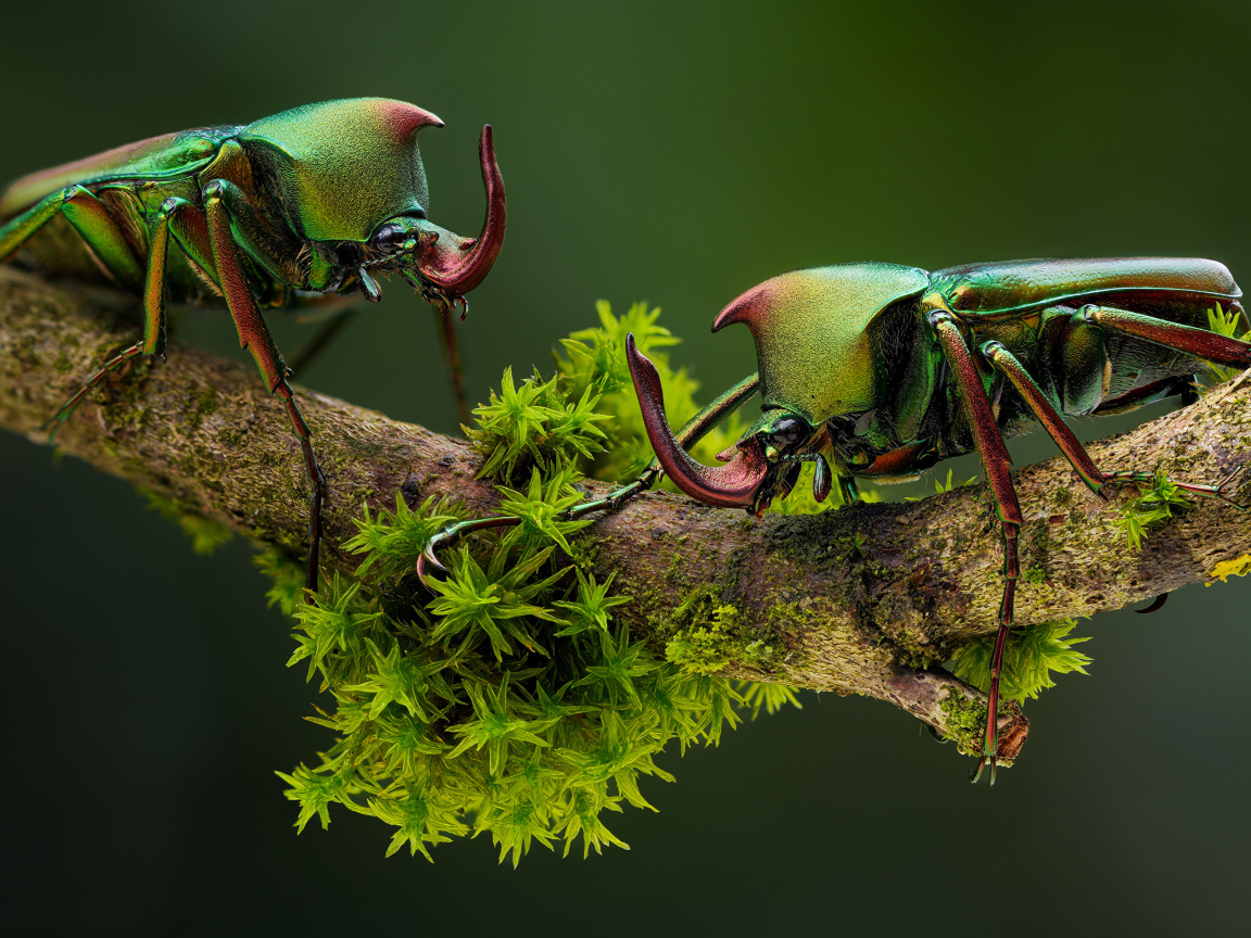 Два жука бронзовки на ветке