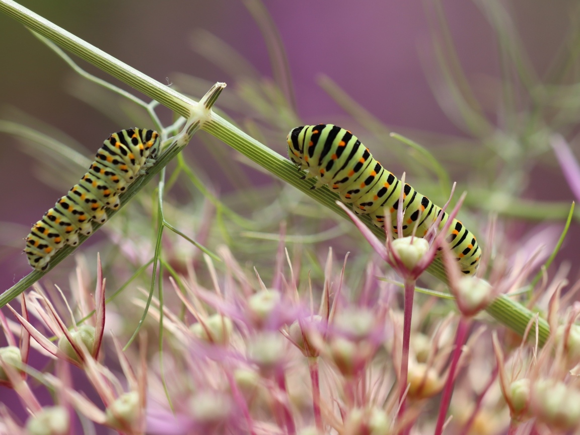 Две зеленые гусеницы на цветке
