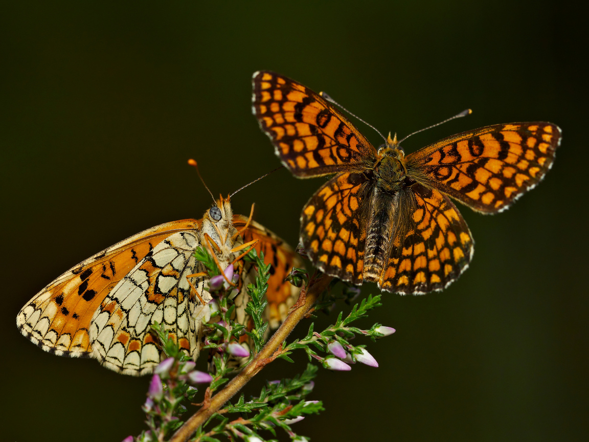 Две крупные бабочки на цветке