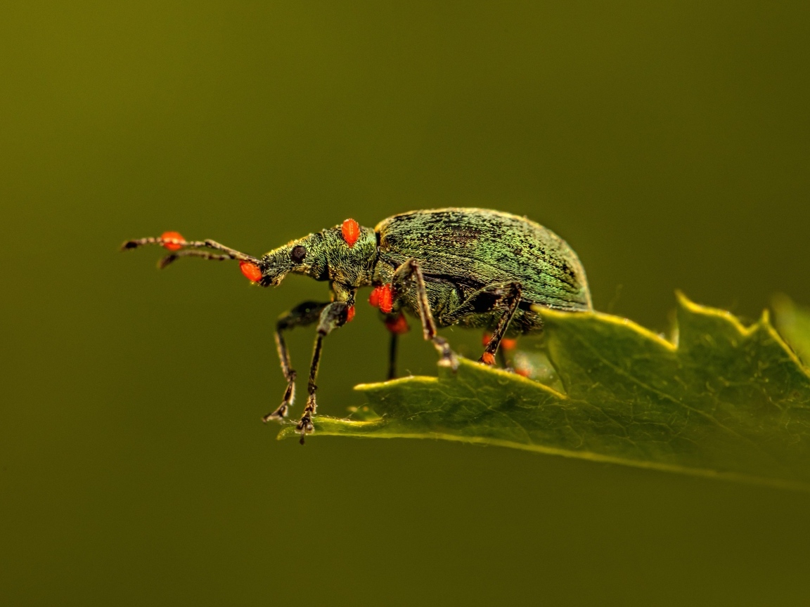 Жук долгоносик сидит на листе