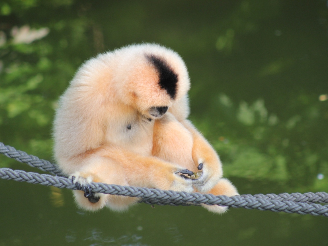 Большой гиббон сидит на канатах