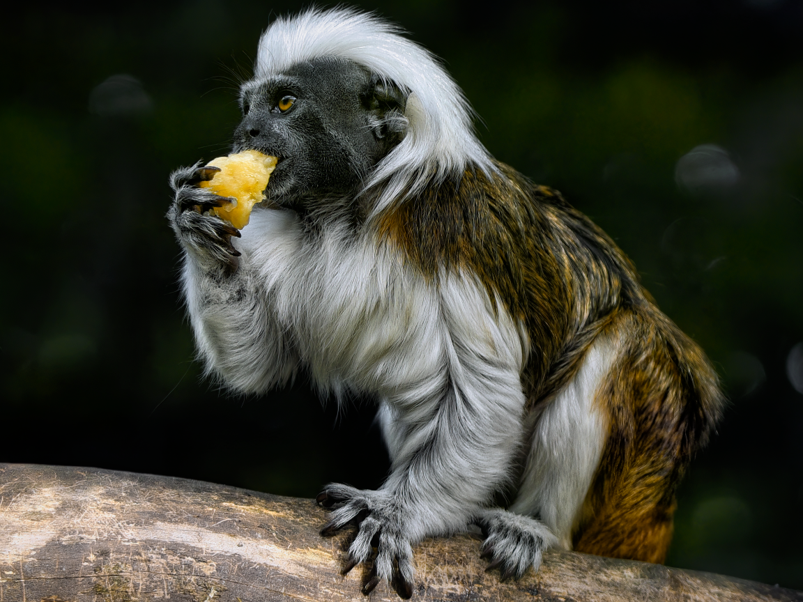 Обезьяна хлопковый тамарин в зоопарке