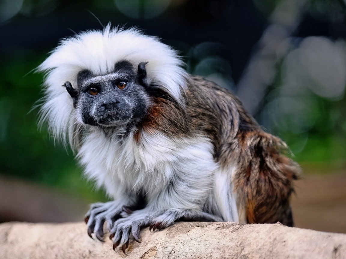 Смешной хлопковый тамарин сидит на дереве