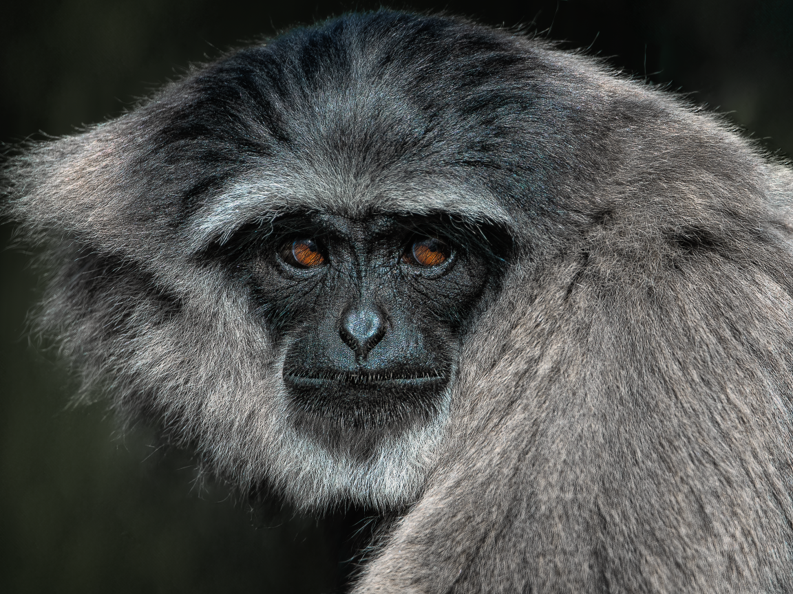 Большой серебристый гиббон