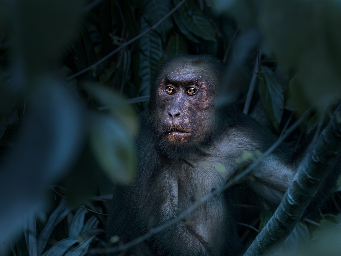 Большая макака сидит в листьях