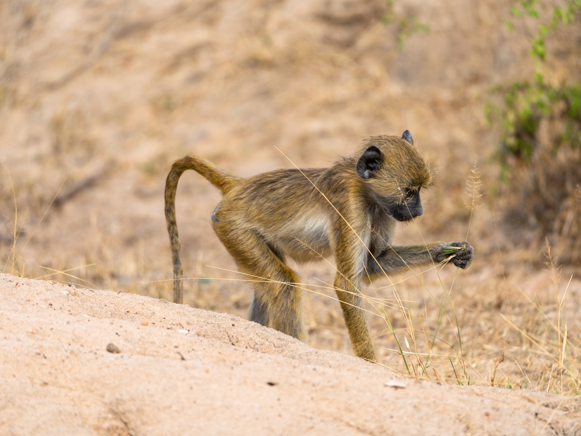 Маленькая обезьянка в сафари парке