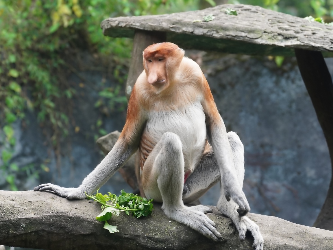 Обезьяна с сидит на камне в зоопарке