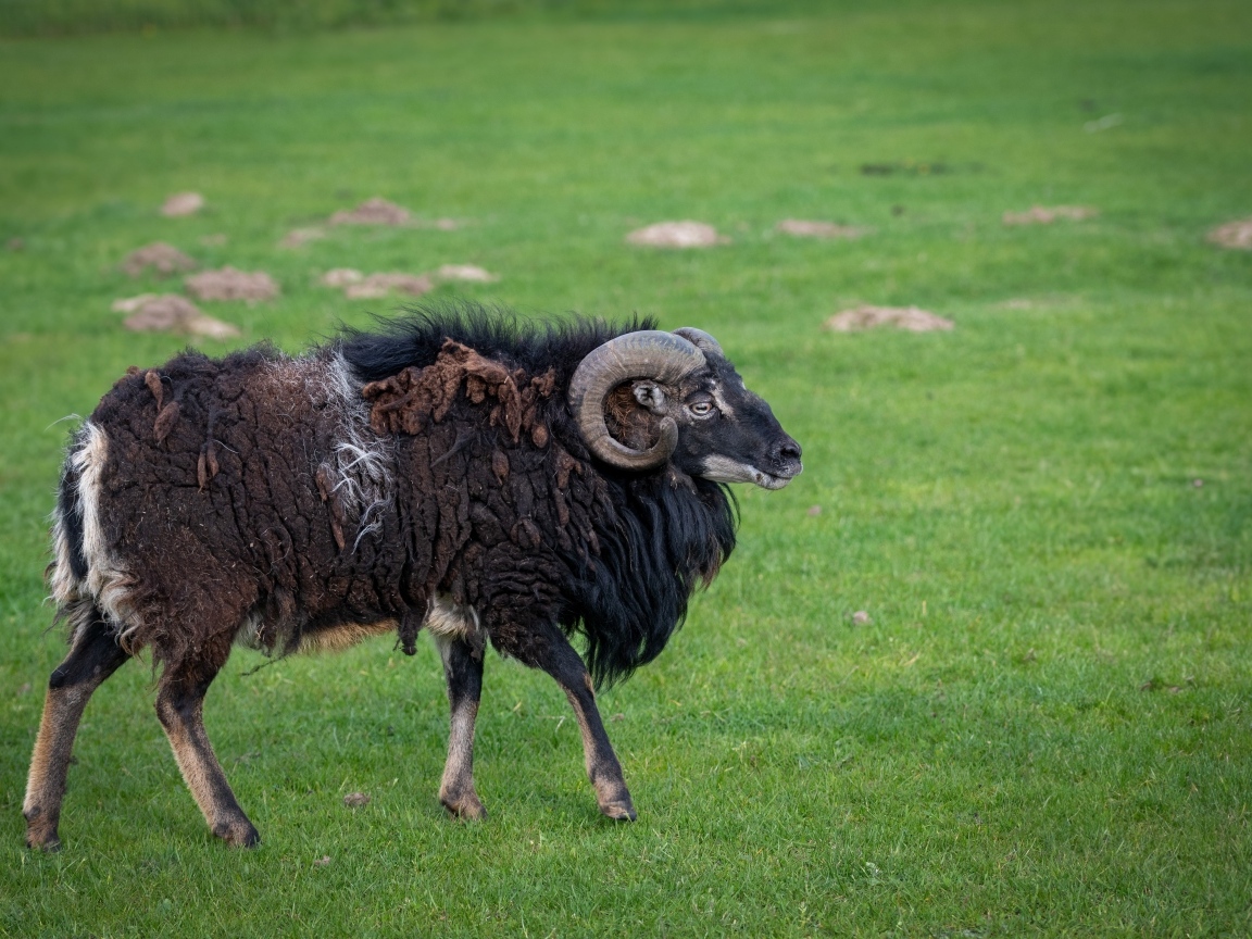 Большой старый не стриженный баран