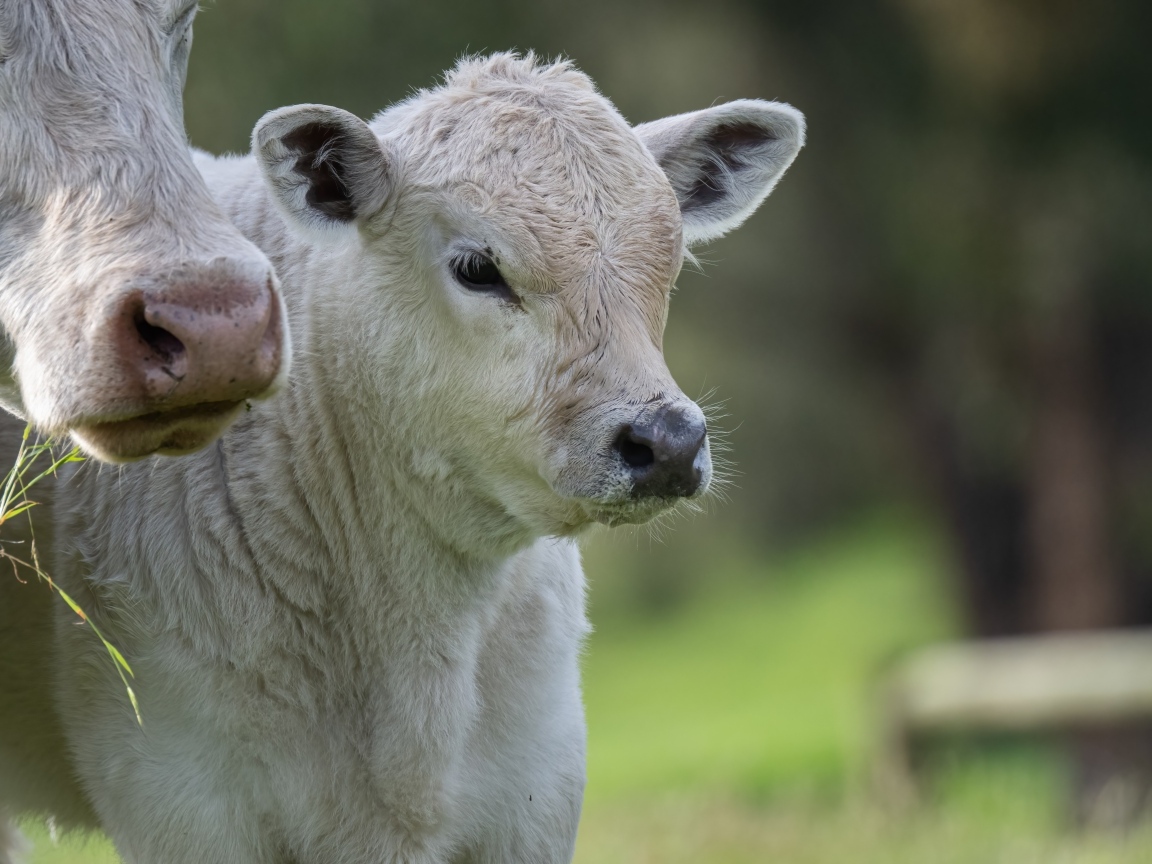 Белый теленок с коровой 