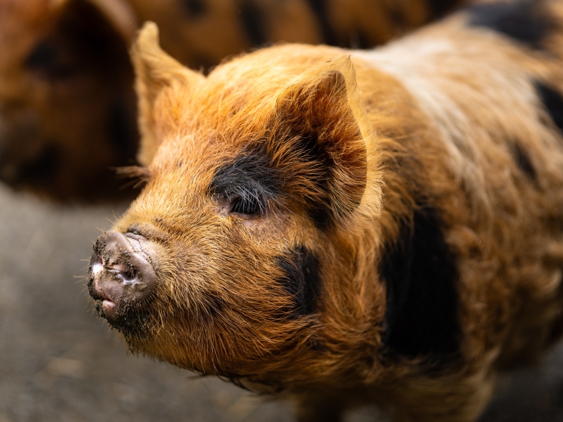 Большая домашняя коричневая свинья
