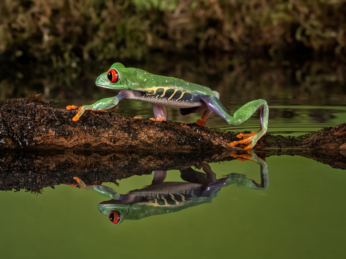 Зеленая лягушка на ветке отражается в воде