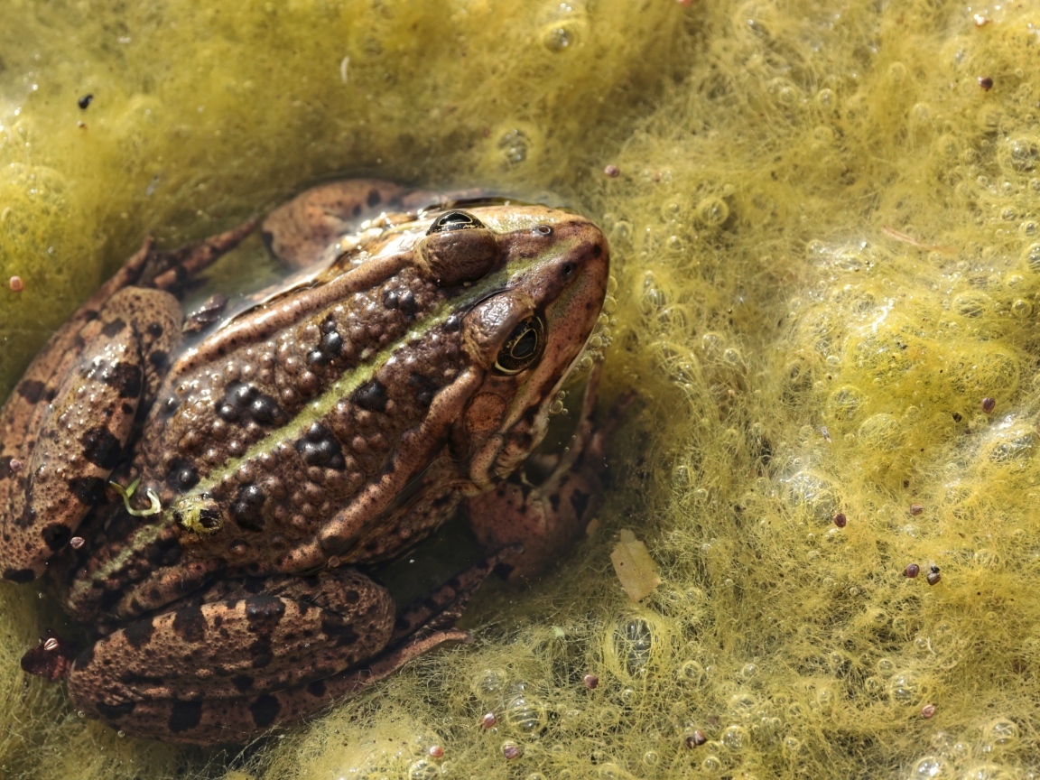 Большая жаба сидит в водорослях 