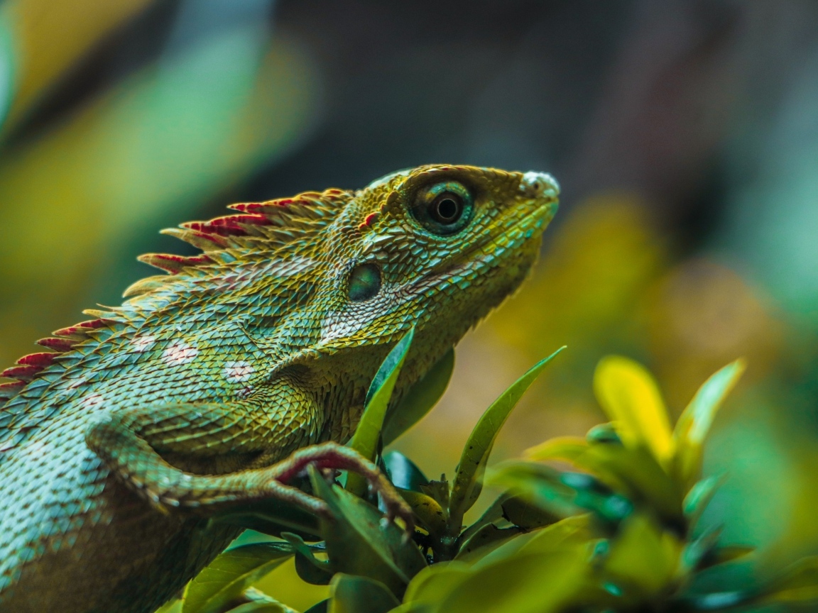 Красивая зеленая ящерица в листьях