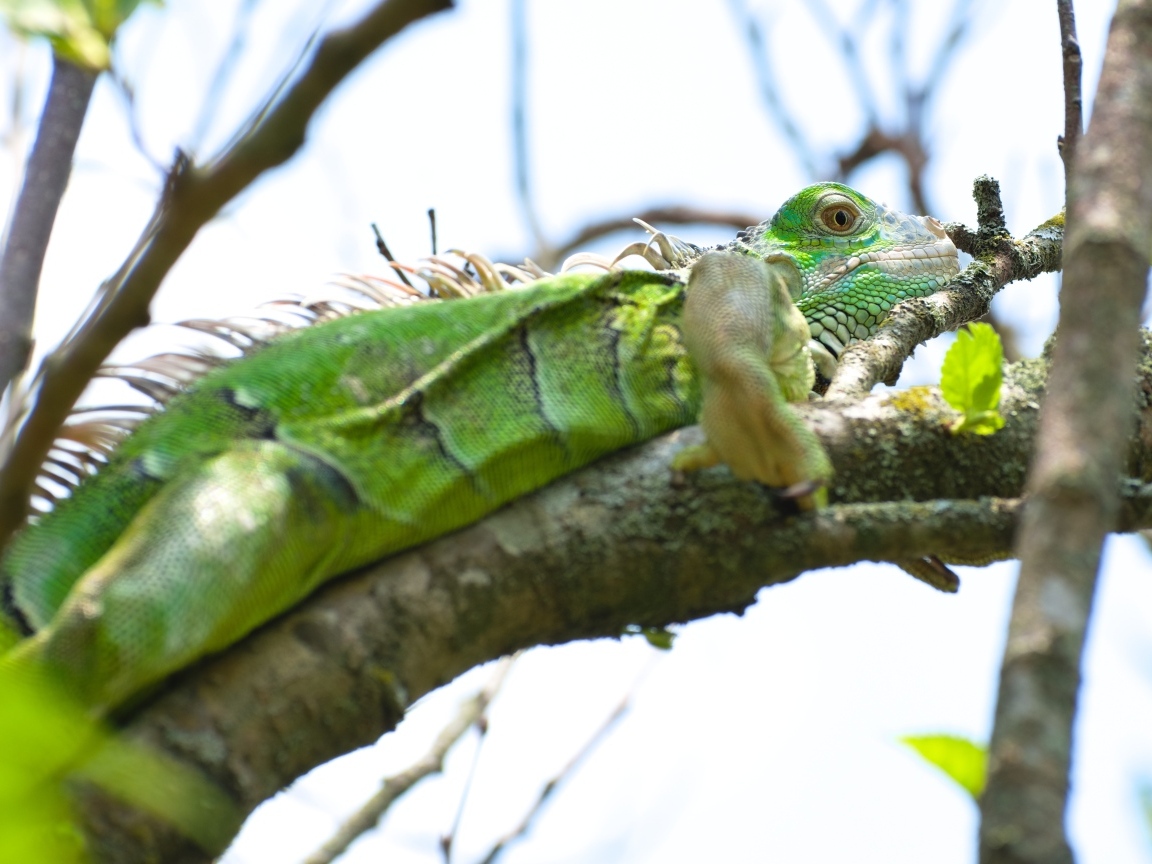 Большая зеленая игуана на ветке