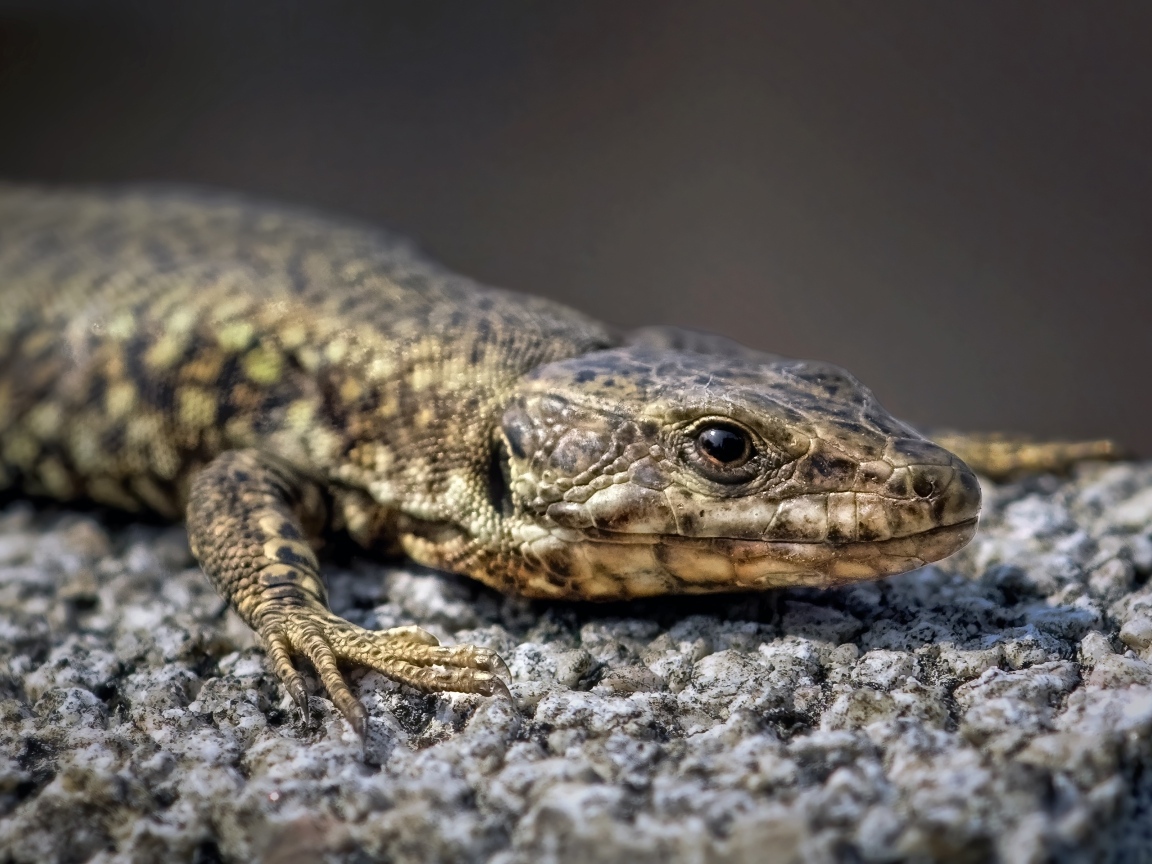 Серая ящерица сидит на камне