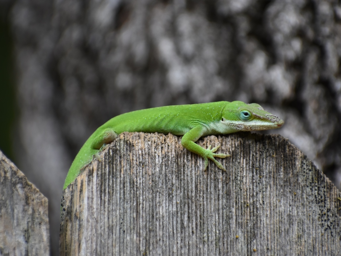 Зеленый геккон на заборе