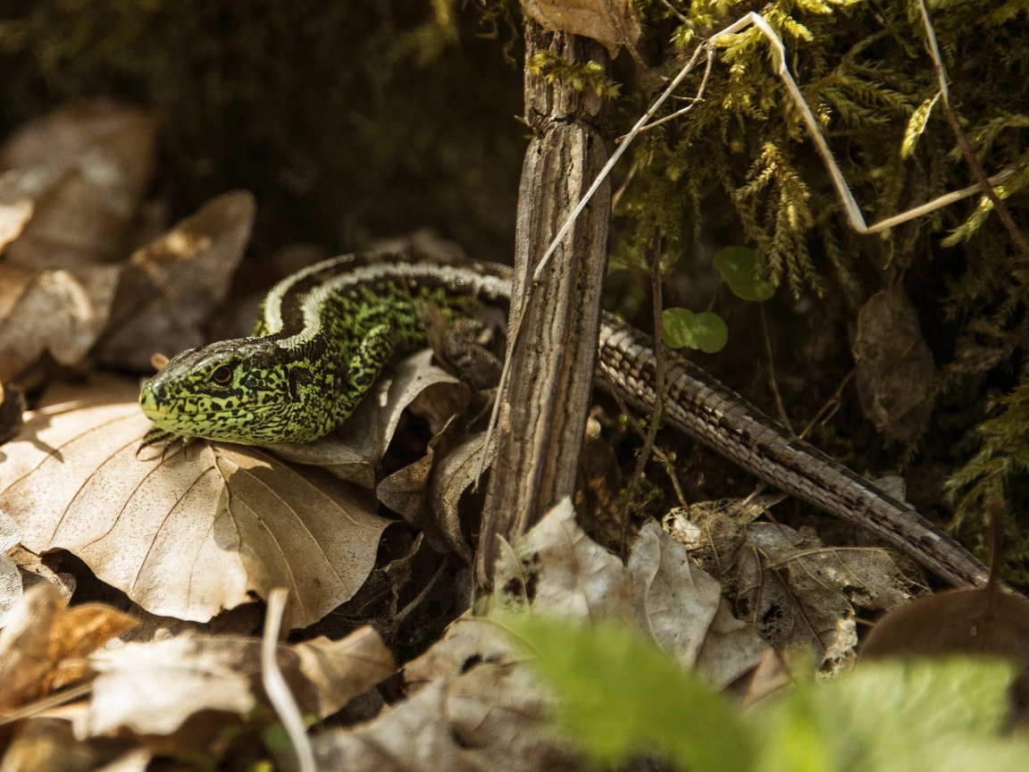 Зеленая песчаная ящерица в листве 