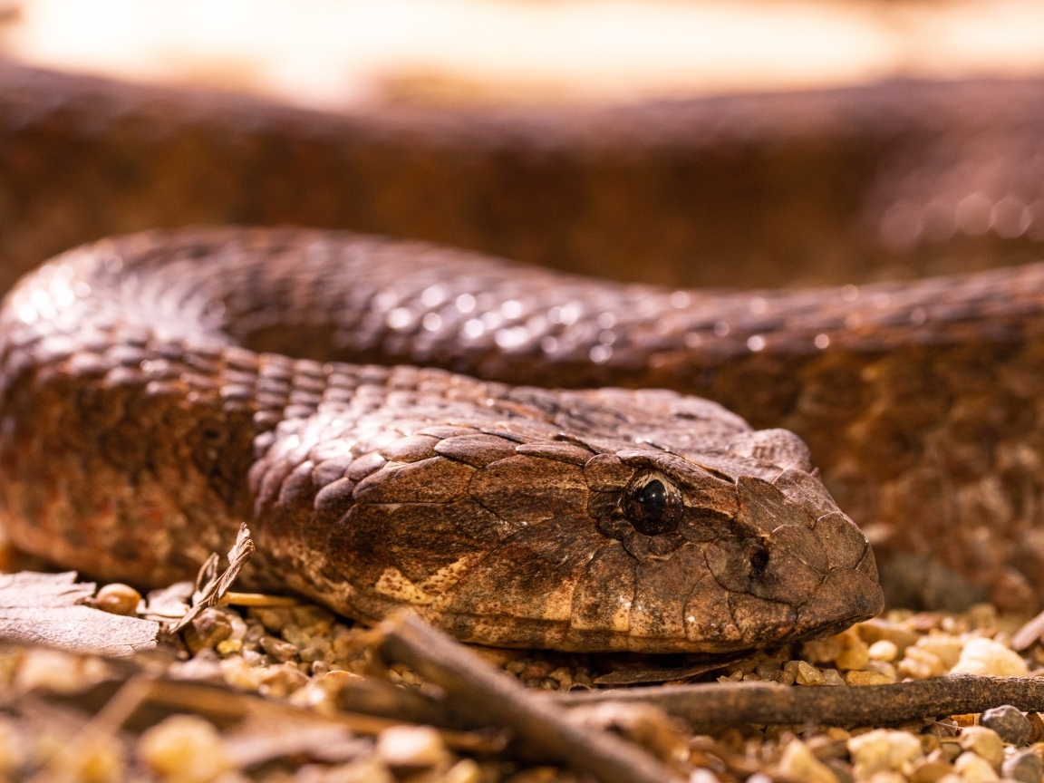 Большая ядовитая гадюка