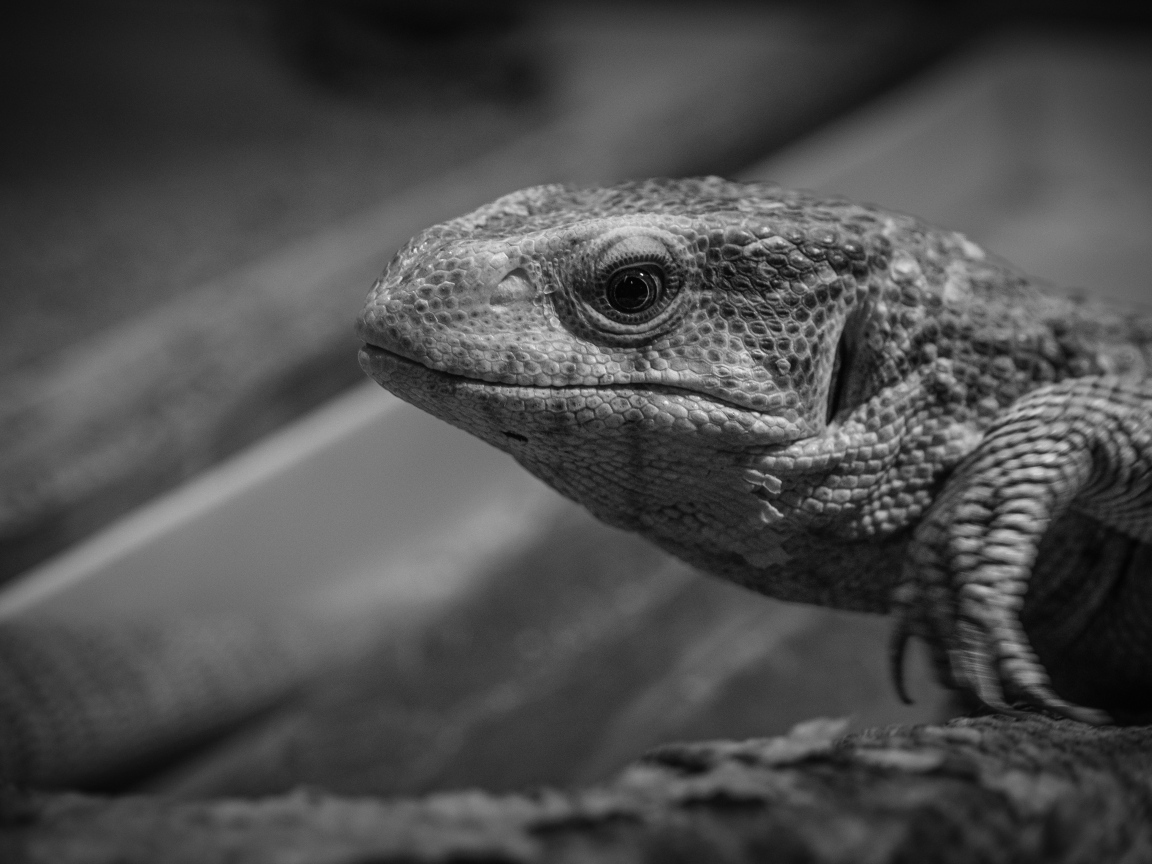 Варан черно-белое фото