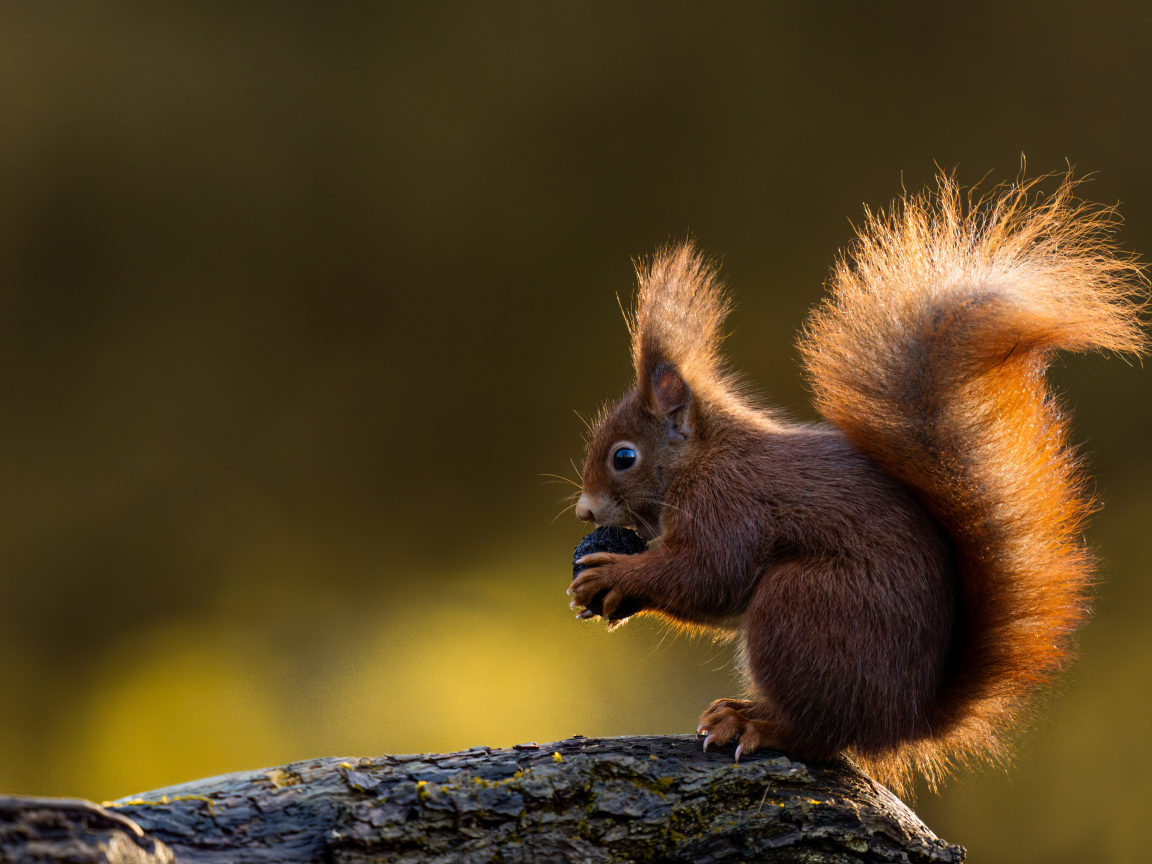 Маленькая белка в пушистым хвостом грызет орех