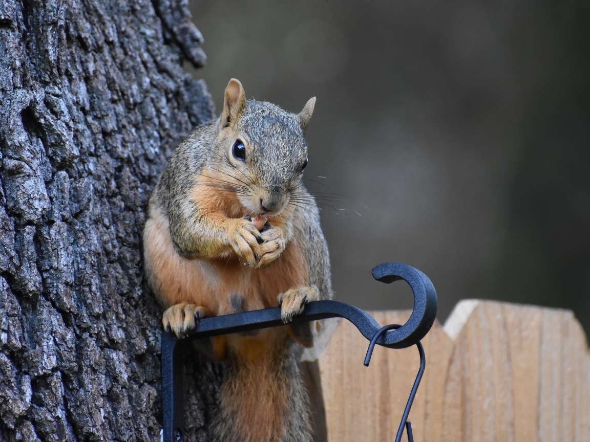 Белка грызет орех у кормушки на дереве