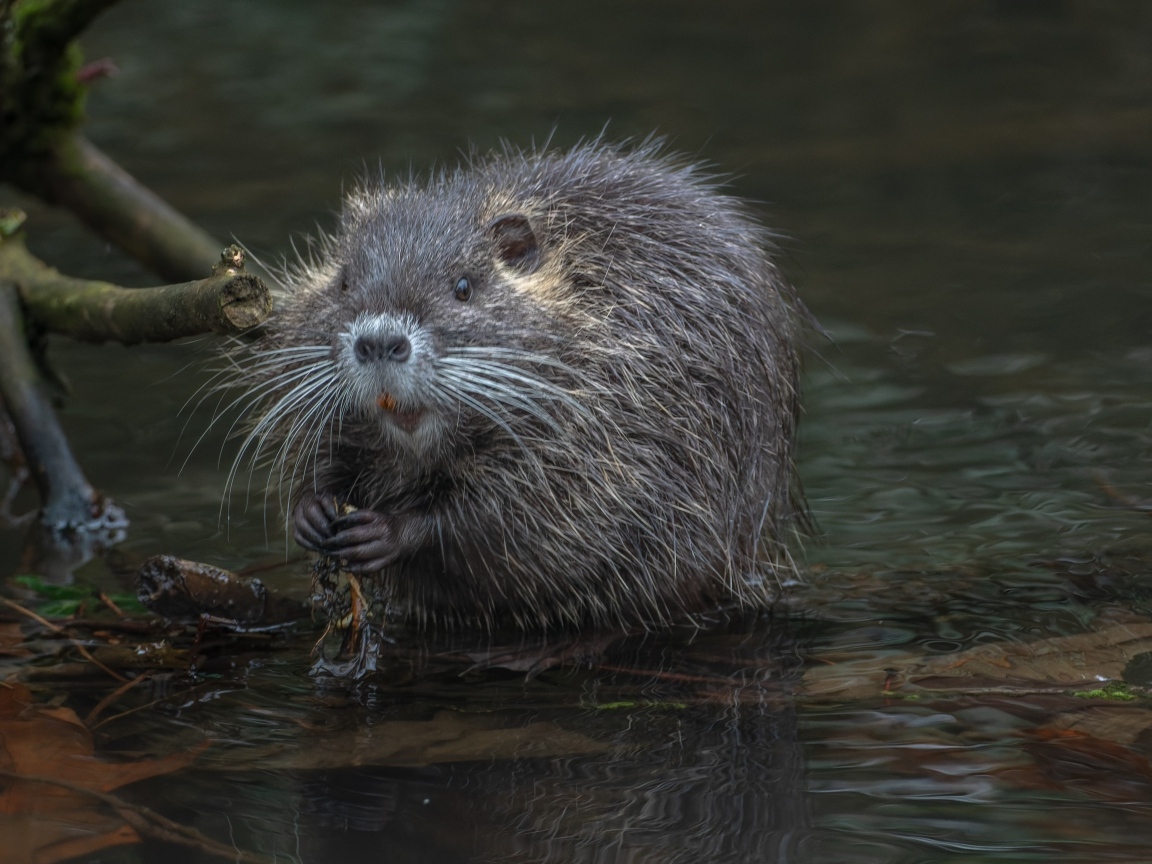 Черная нутрия в воде