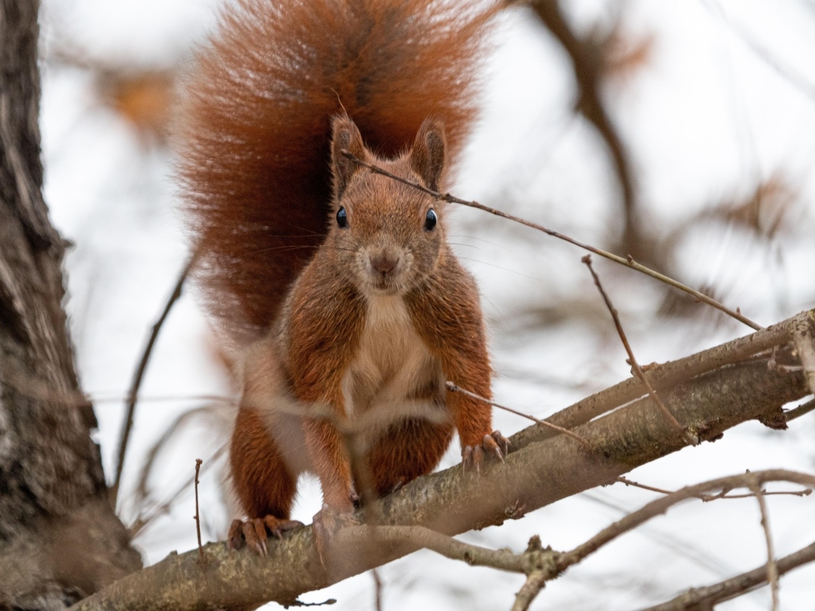 Любопытная рыжая белка сидит на ветке