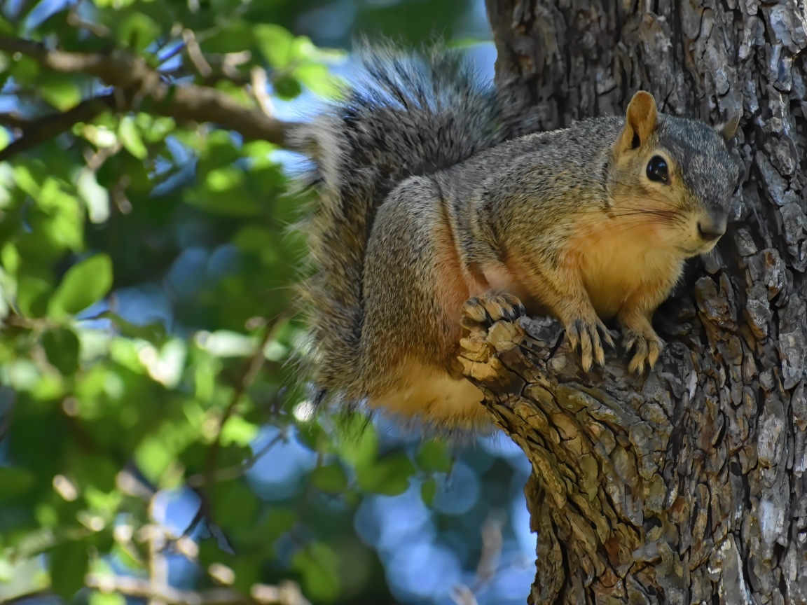 Любопытная белка на ветке дерева