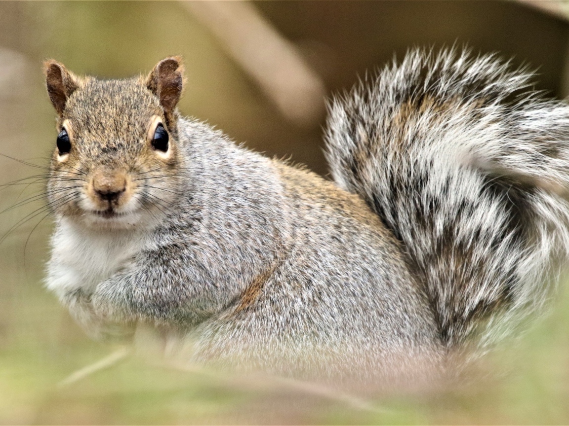 Забавная серая белка крупным планом