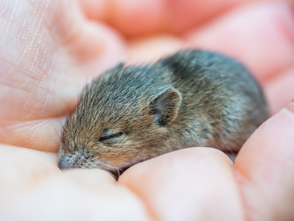 Маленькая серая мышка полевка спит на ладони 