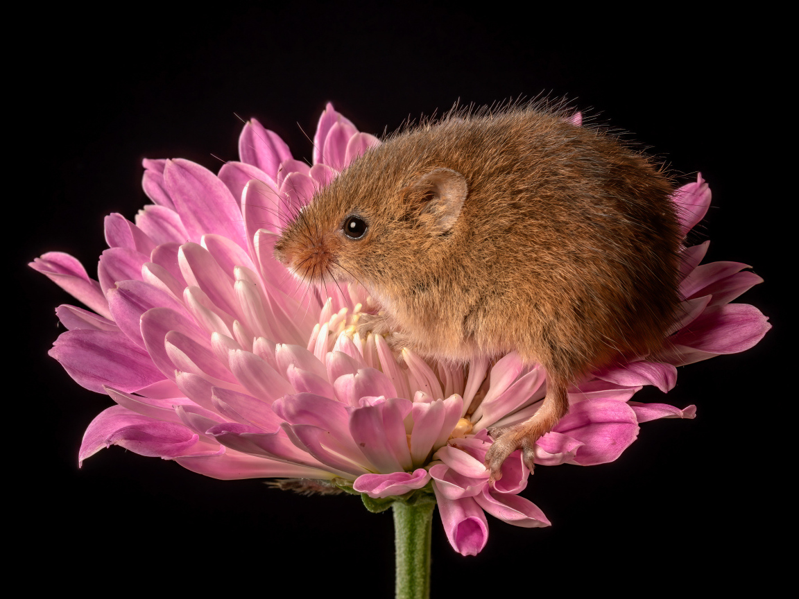 Маленькая мышь сидит в розовом цветке