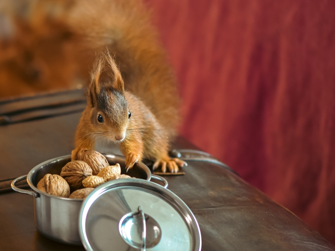 Рыжая белка на столе с орехами