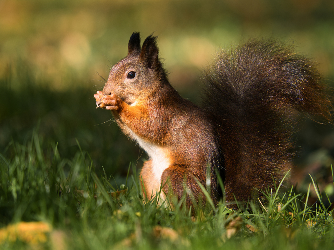 Рыжая белка сидит в зеленой траве