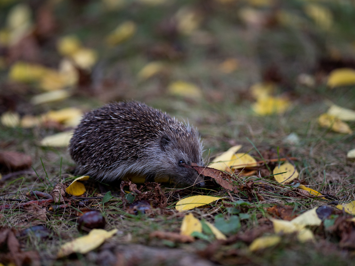 Маленький колючий еж на траве в лесу