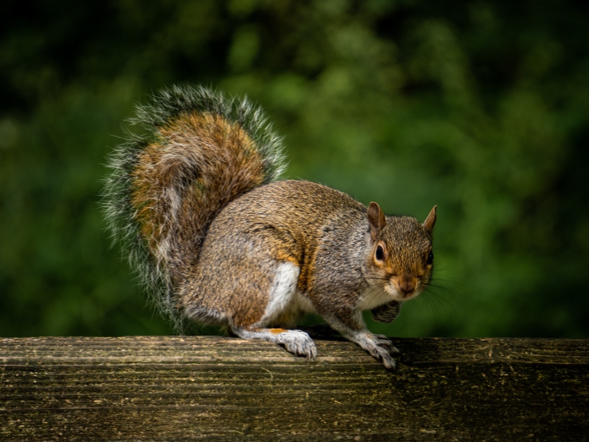 Белка с большим пушистым хвостом