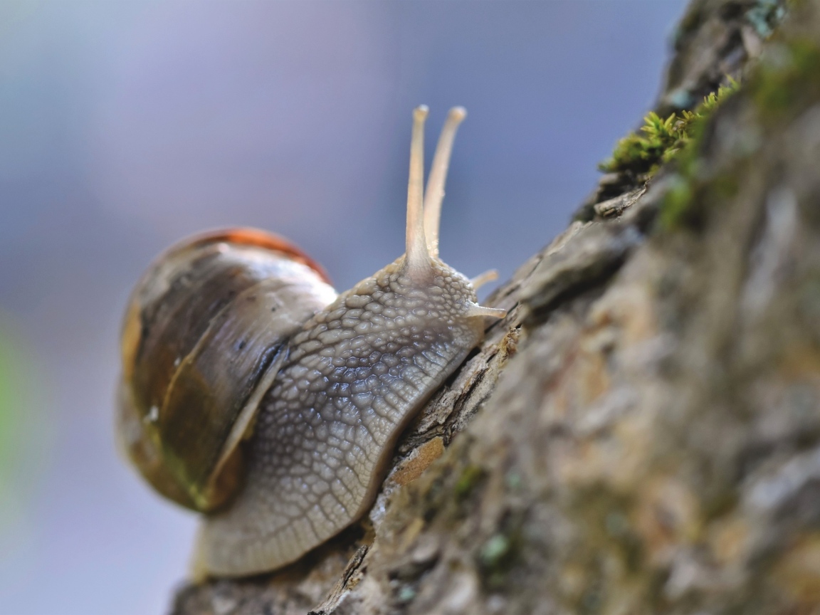 Большая улитка ползет по стволу дерева